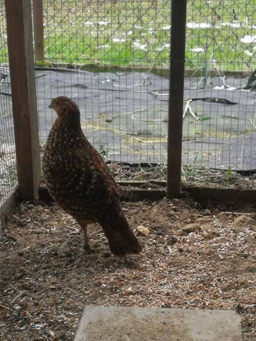 Sprzedam parę bazantów