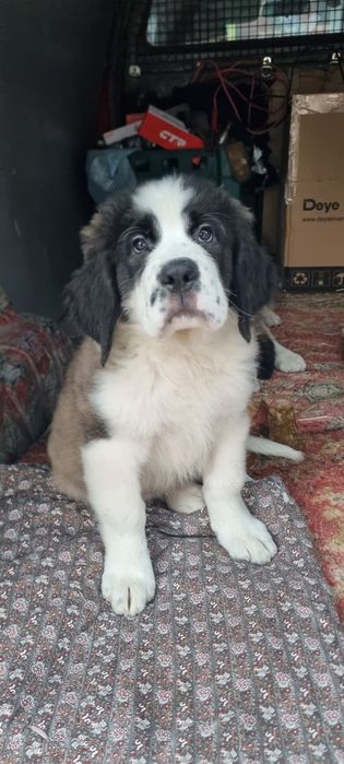 Щенки Сенбернара