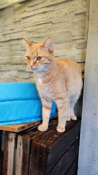 Ruda piękność szuka miłości