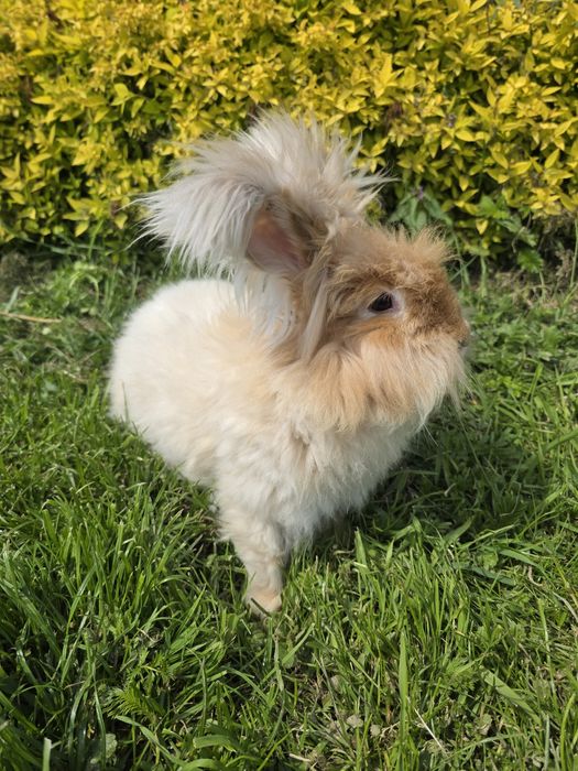 PARA Angora  żółta gelb  puchatki króliki rude