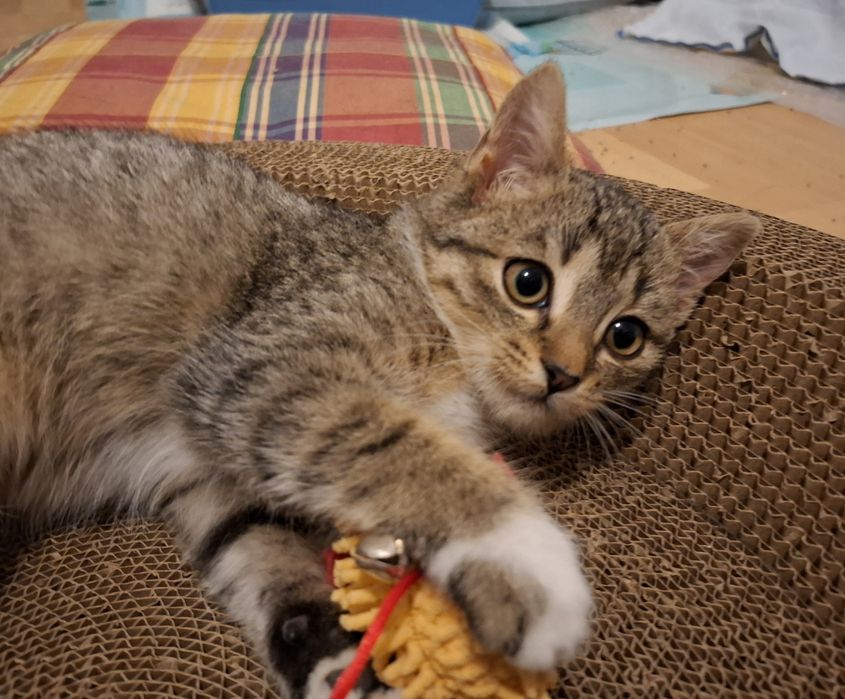 Milutkie koteczki 2-3 miesiące domowe