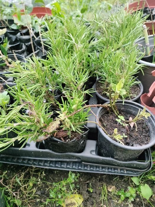 Planta Lavanda Alfazema