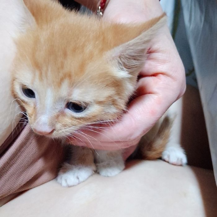 Отдадим рыжих котят в хорошие руки