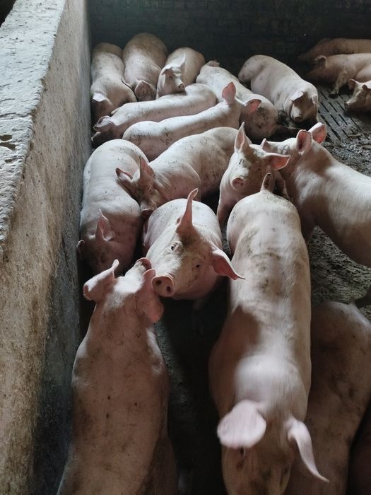 Продам свиней живою вагою свині