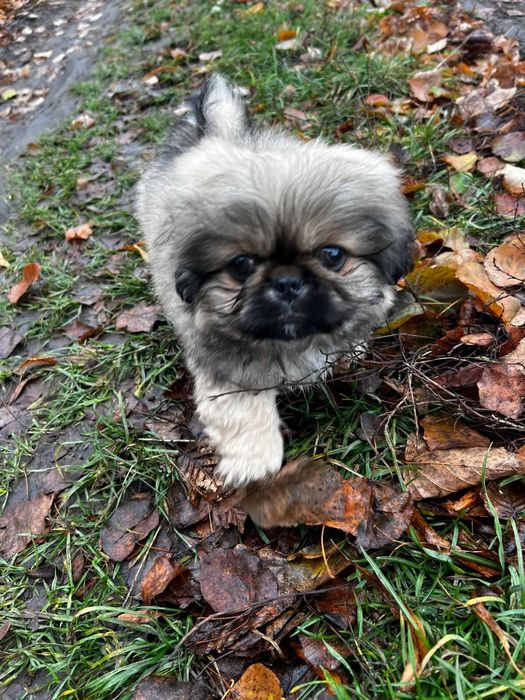 Пекінеси, чарівні хлопчики та дівчатка