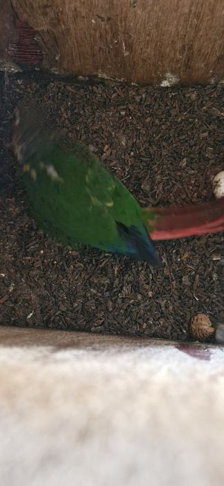 Phyurras verdes e pineapple