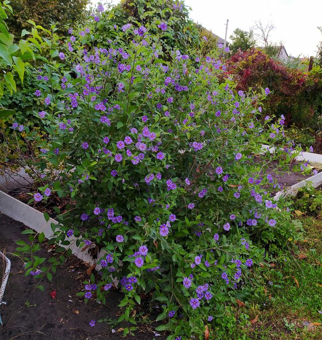 «Картопляне дерево» (Паслін Рантоннеті, Паслін горечавковидний)