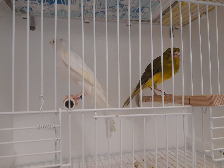 Canarios largues espanhol