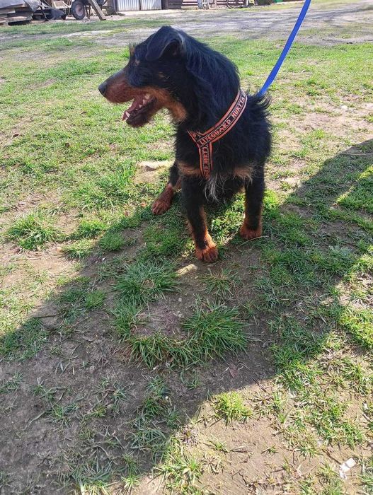 Terier w schronisku. Szuka nowego domu.