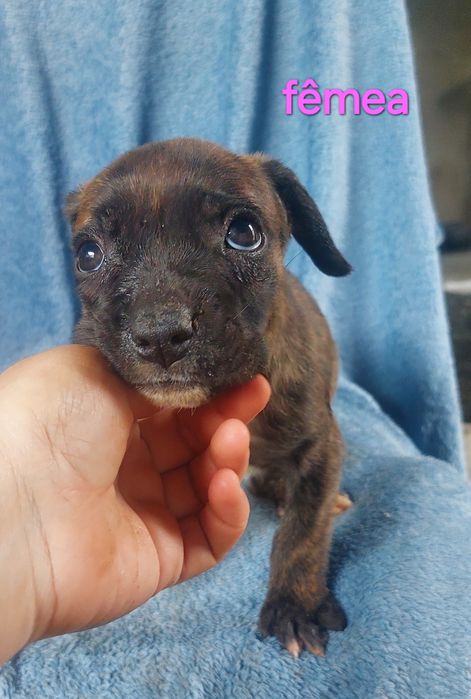 Bebes arraçados de pitbull