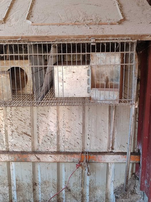 Gaiolas de criação de coelhos