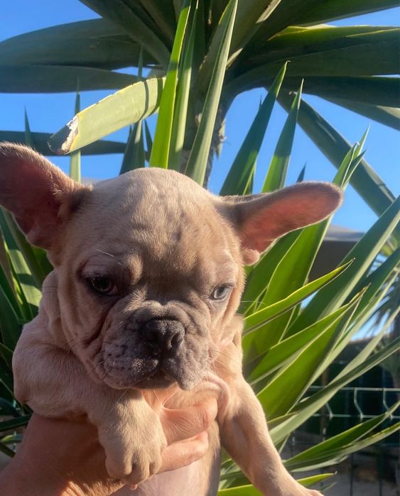 Bulldog Francês fêmea merle