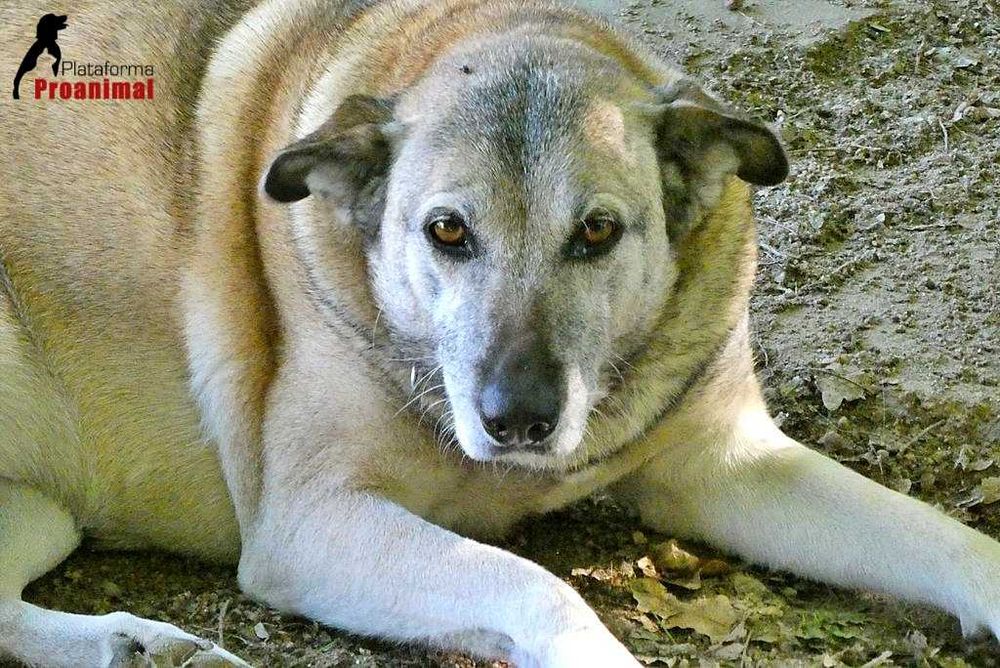 KELLY - Cadelinha para Adoção!