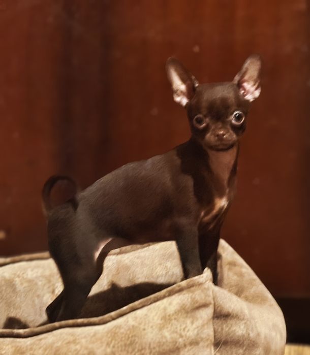 Детки чихуахуа мини и стандарт