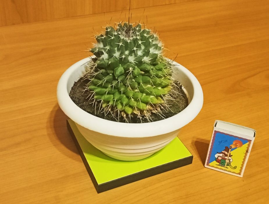 Кактус цветущий красивый