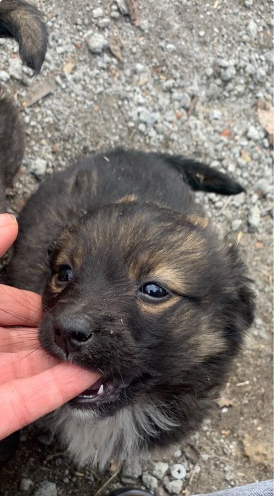 Щеня на Радість Сімʼї