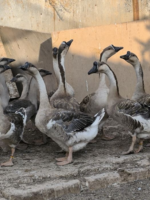 Gansos da Guiné novos deste ano grandes