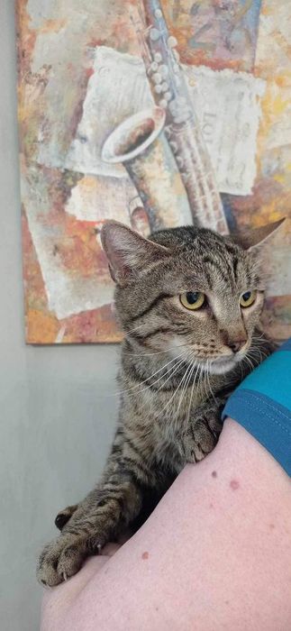Приезжайте знакомиться к котиками