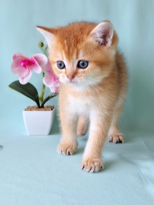 Золотий британський хлопчик.