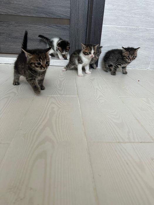 Веселі кошенята шукають домівку