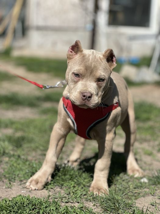 Американский Буллі стандарт