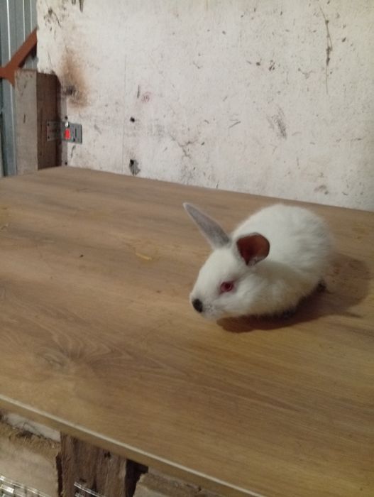 Królik Kalifornijski