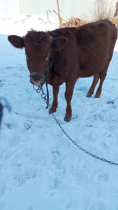 Продам телицю парувального віку.