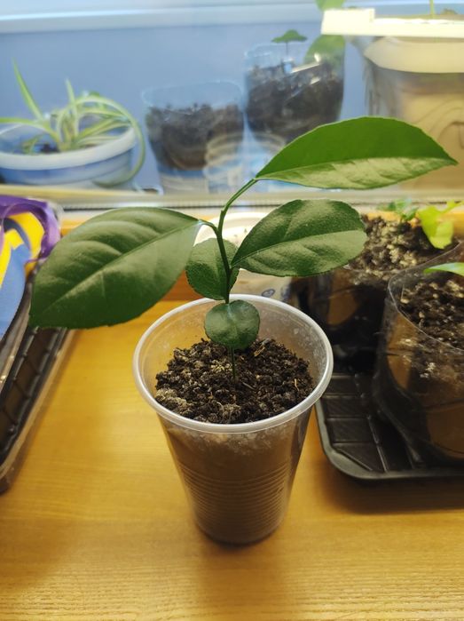 Продаж: мандарин, авокадо, лимон