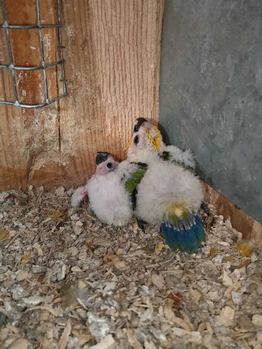 Aratingas Jandayas bebés