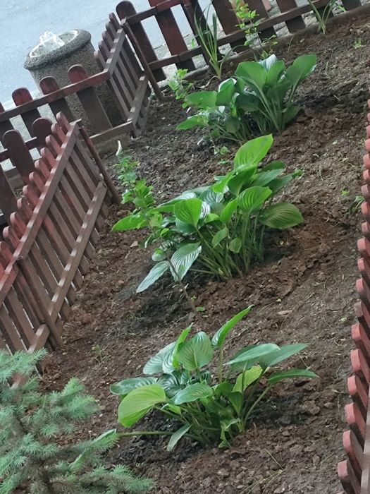 ХОСТА, семена петрушки ,чорнобривців.