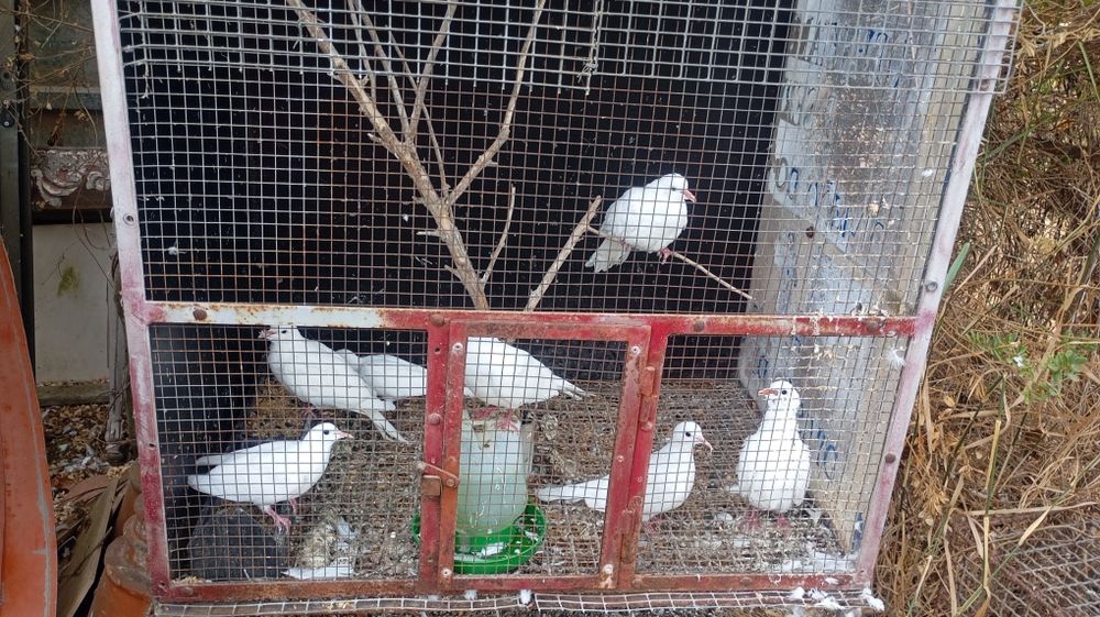 Pavões, patos, gansos,caturras etc