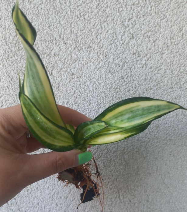 Sansevieria Spiral Star
