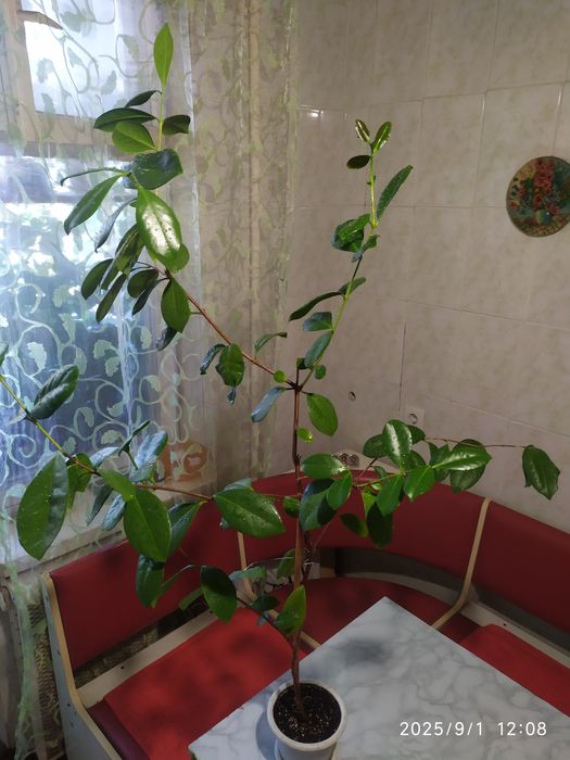 Гуава Кеттли (лимонная) Псидиум прибрежный