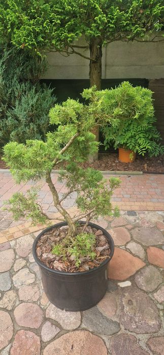 Sprzedam bonsai do ogrodu