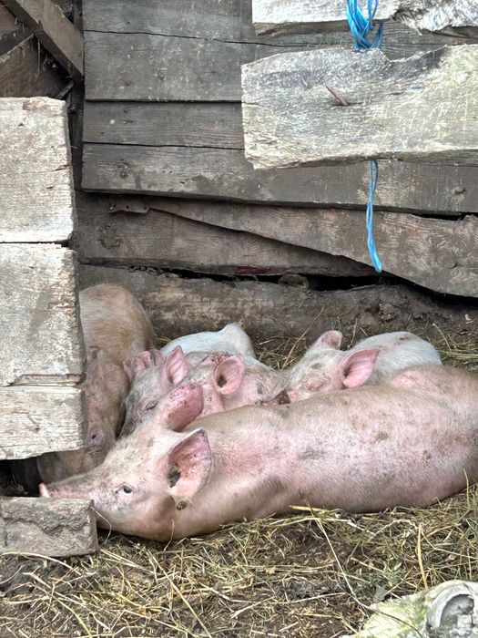 Кабанчик 40 кг — 8500 грн