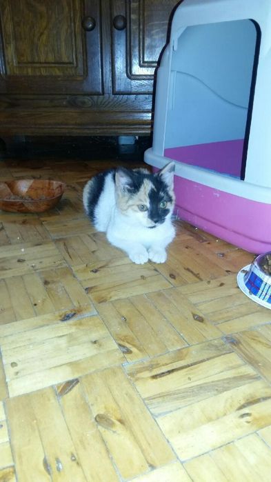 Kot kotek kotka do adopcji