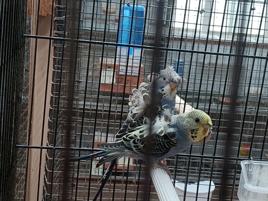 Tenho vários periquitos hagoromos e portadores