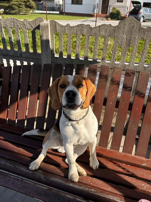 Oddam psa za darmo !!! beagle z rodowodem