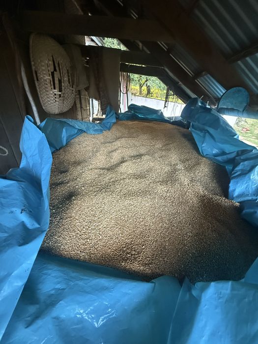 Pszenica zbiór 2026 20zł za 20 kg   Wysyłka olx