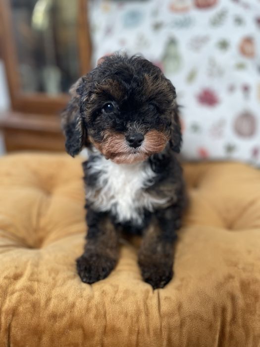 Cavapoo f1b dostępny piesek tricolor