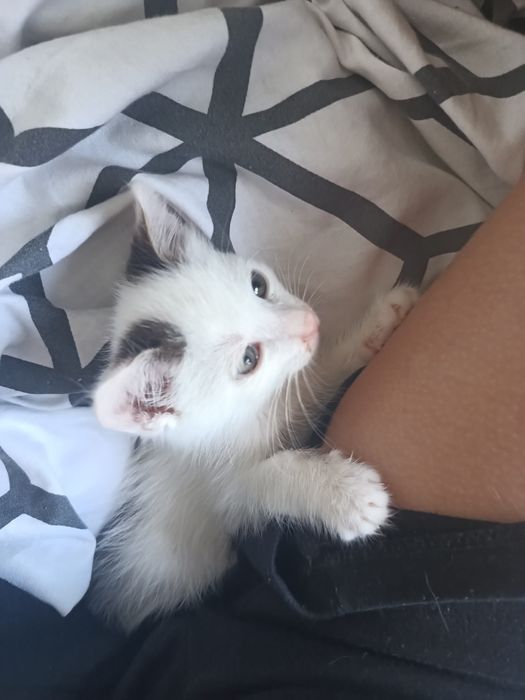maly kotek okolo 3 miesiace