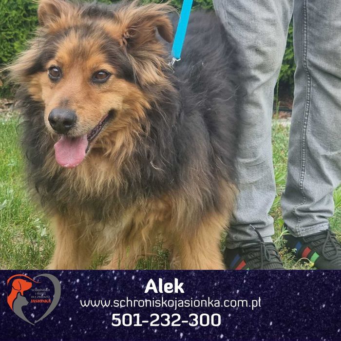 ALEK do adopcji Schronisko Jasionka