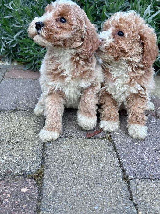 Maltipoo suczka gotowa