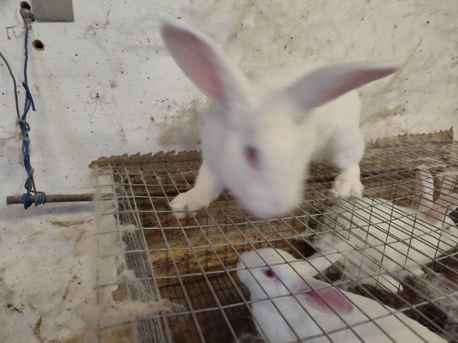 Племенные самцы белый панон