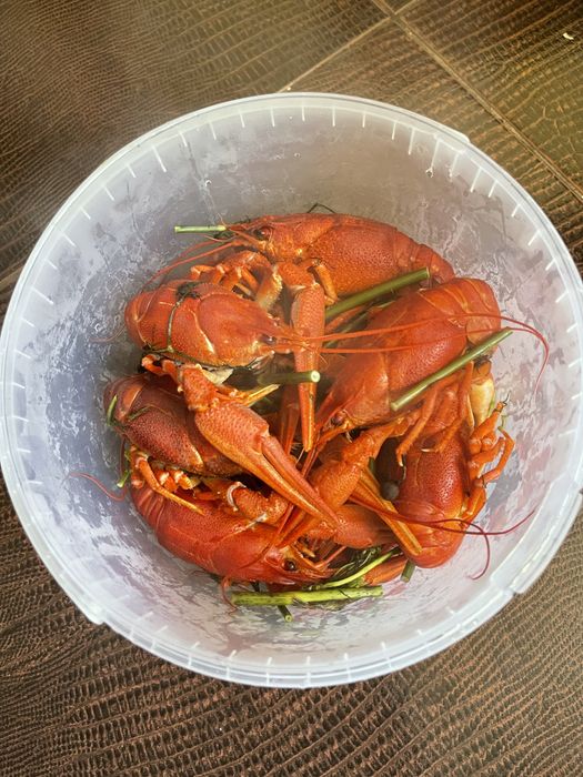 Раки Запорожье. Живые раки.