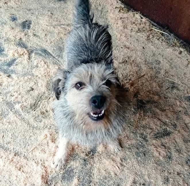 Santos czeka od lat na dom- pilna adopcja