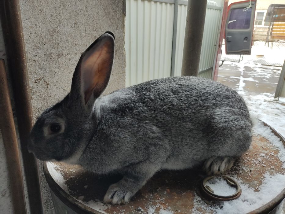 Продаються кролики Р. Ш.