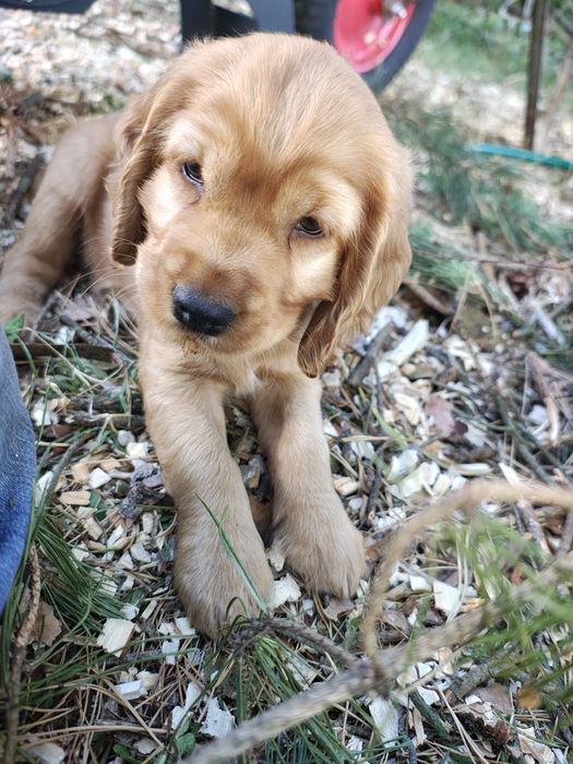 Cocker Spaniel piesek Dyzio