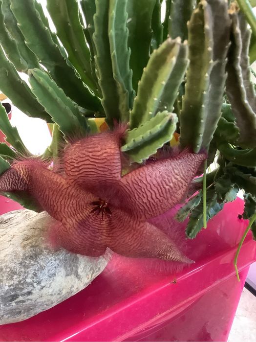 Стапелія grandiflora