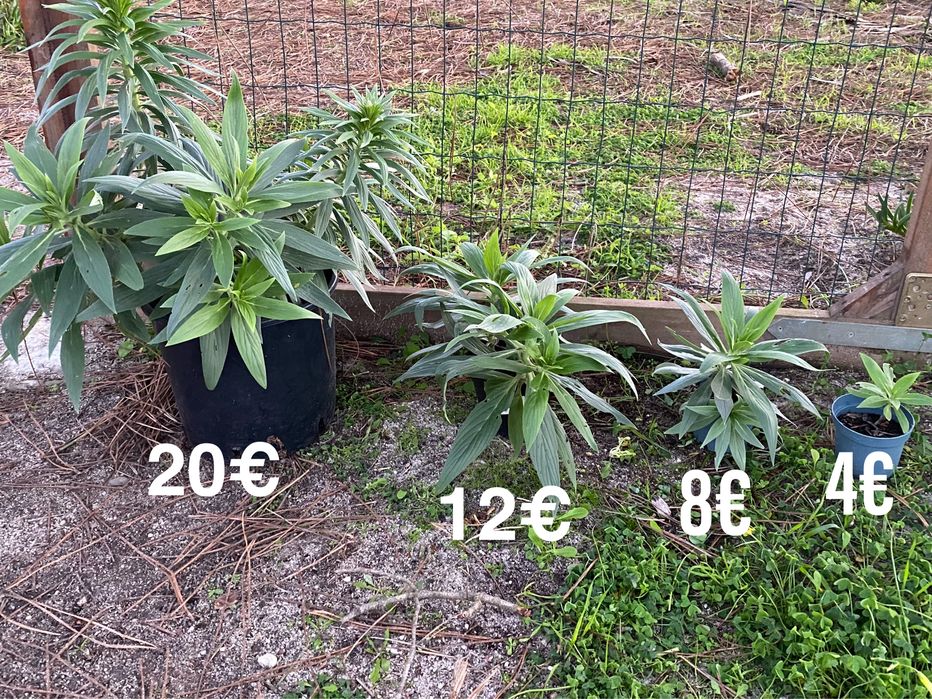 Echium Candicans / Orgulho da Madeira